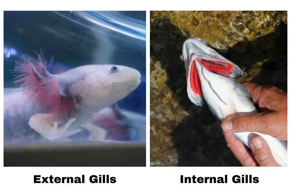 External Gills vs Internal Gills