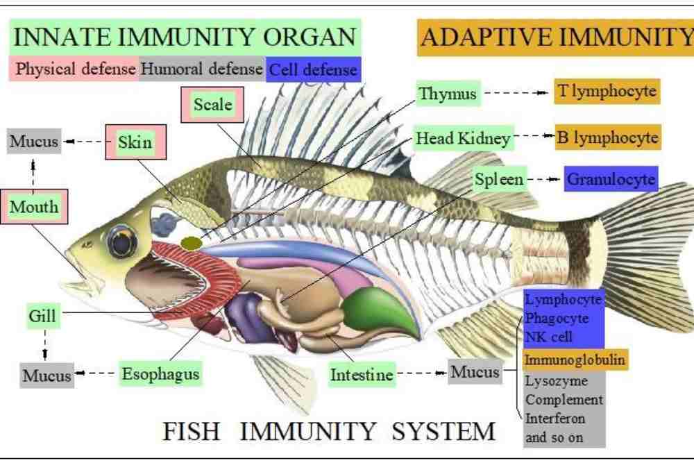 Fish Immune Defense and Immune Organs