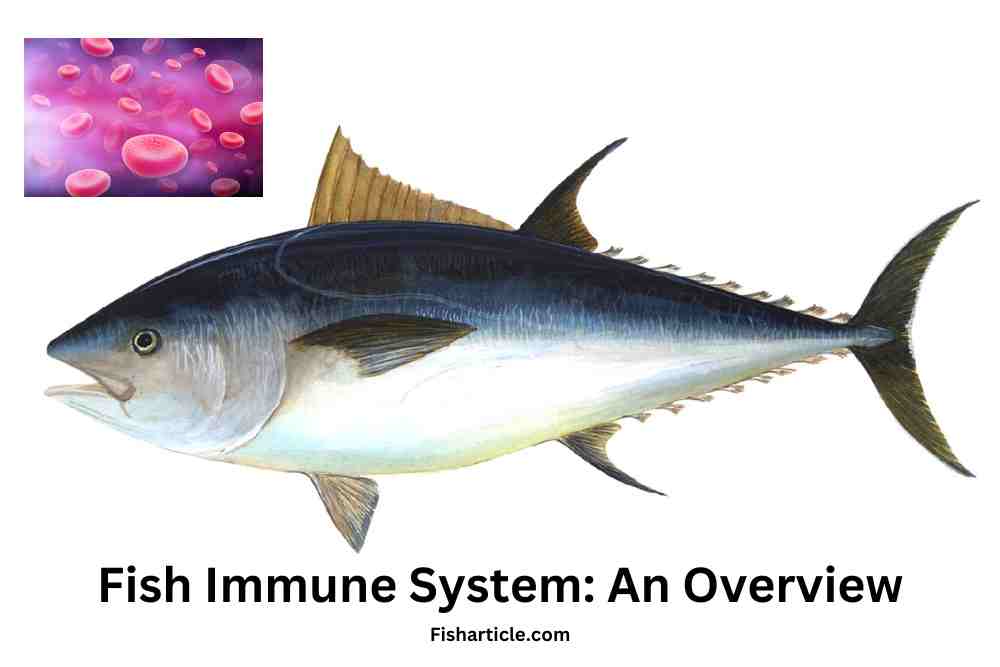 Fish Immune System