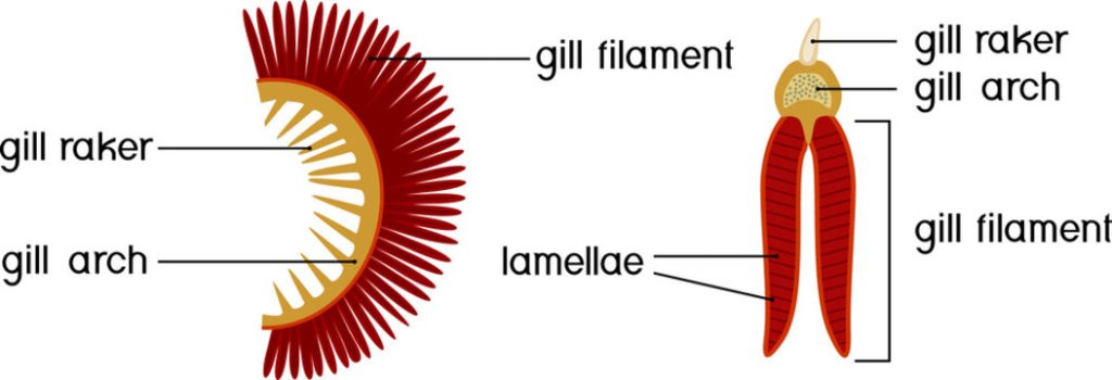 Fish gill diagram