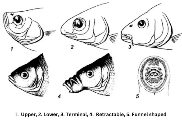 Fish mouth shapes