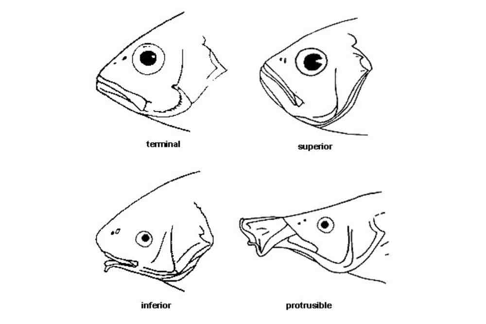 Fish mouth types