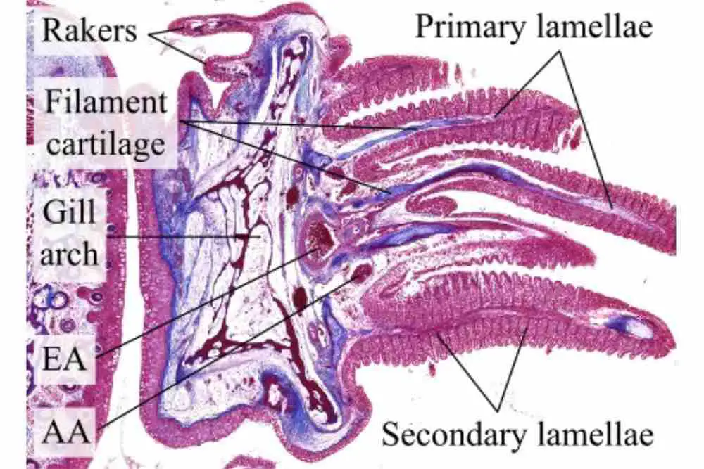 Gill Histological Structure
