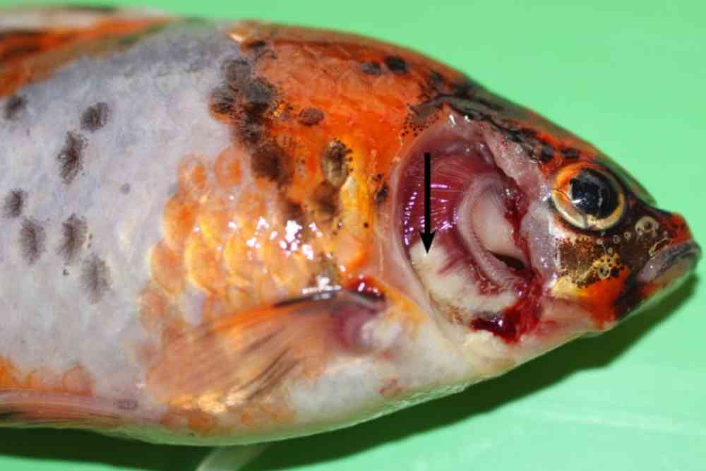 Gill lesions in a Carassius auratus caused by F. columnare.