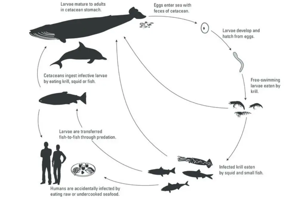 Hosts of Anisakis life cycle