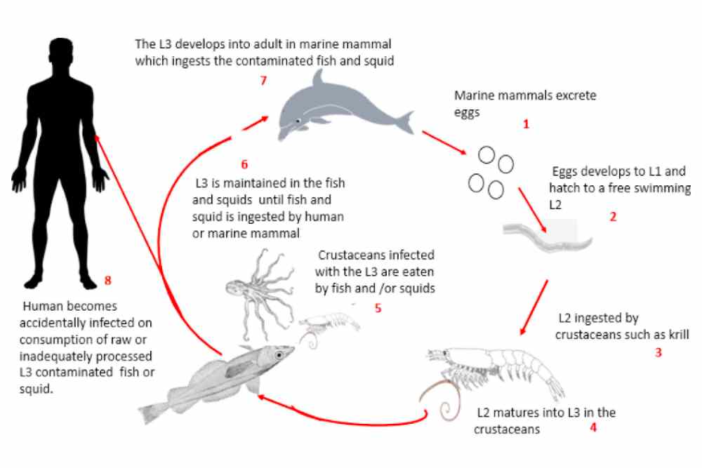 Life cycle of Anisakis