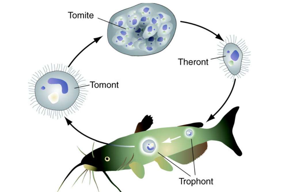 Life cycle of ich