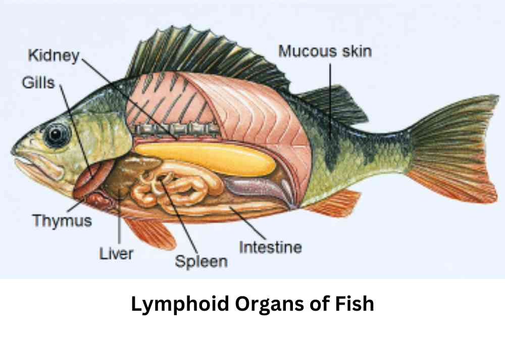 Lymphoid Organs of Fish