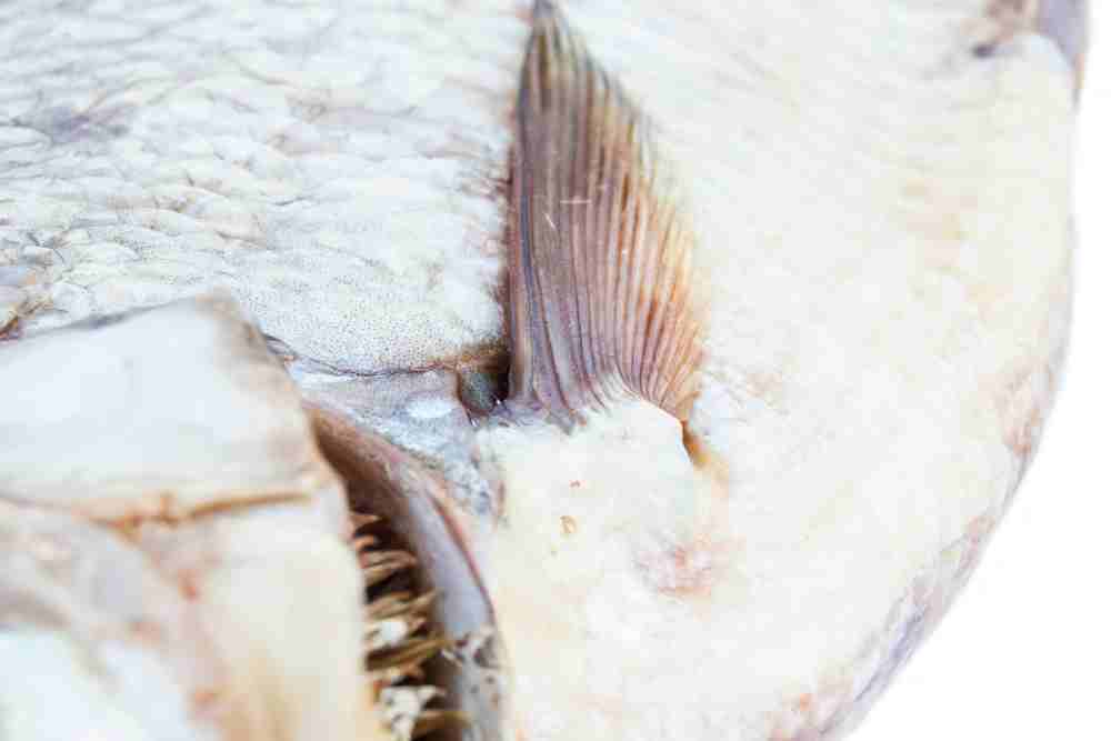 Pectoral fin of fish