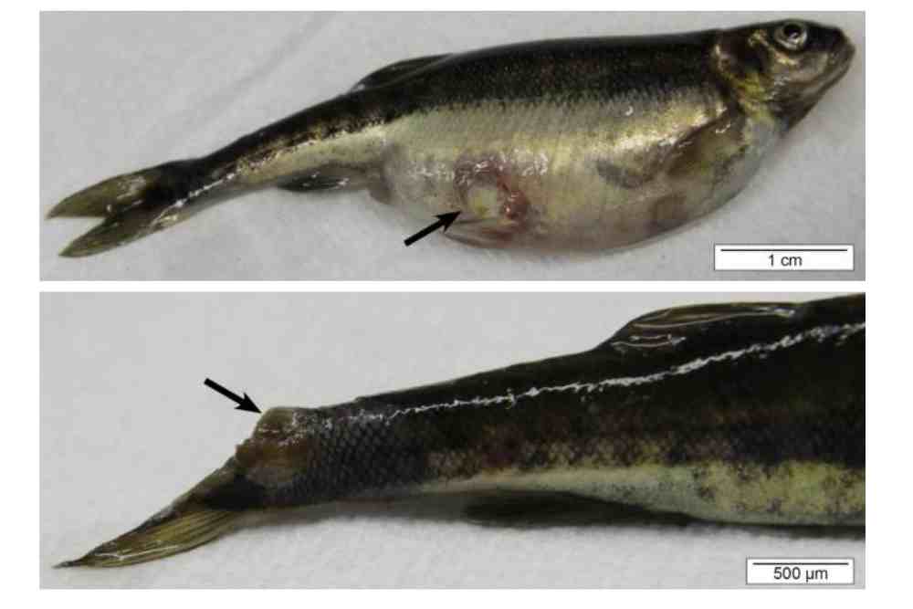 Skin ulceration and tail fin erosion in a minnow caused by F. columnare.