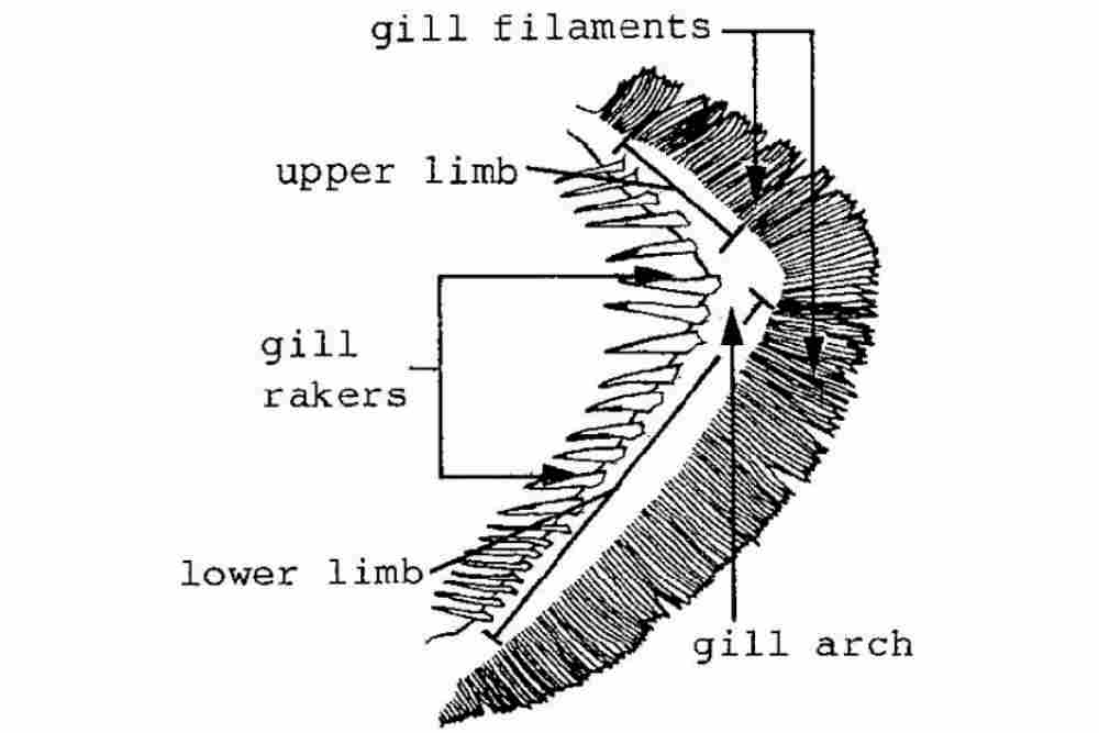 Structure of gill ache