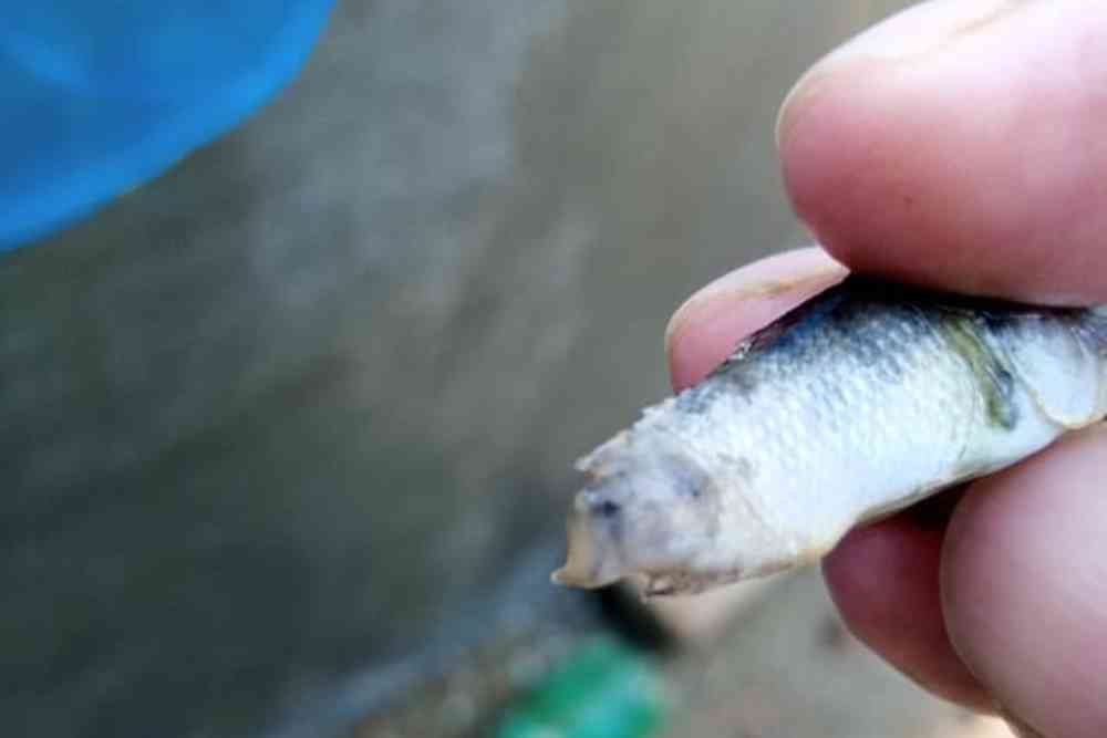 Tail rot in fish