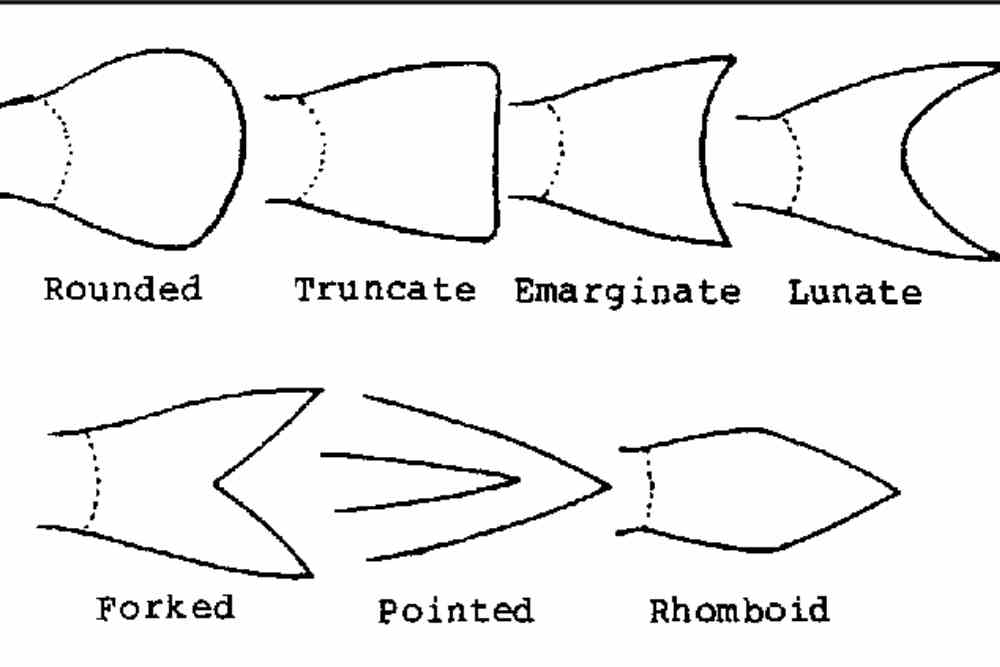 caudal fin shapes