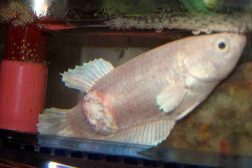 Betta fish ulcer