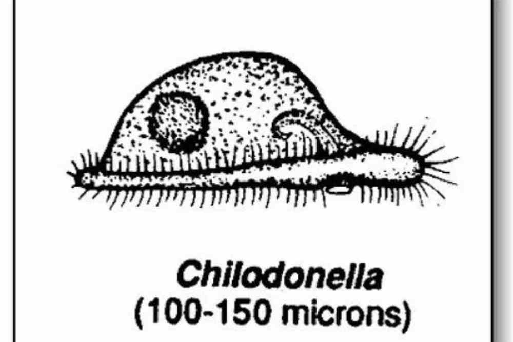 Chiolodonella