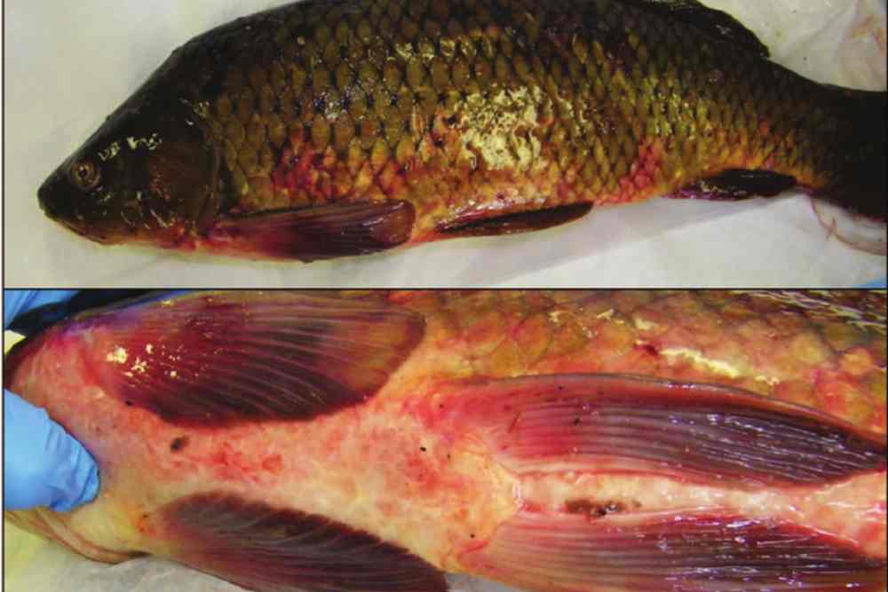 Common carp infected with the spring viremia of carp virus