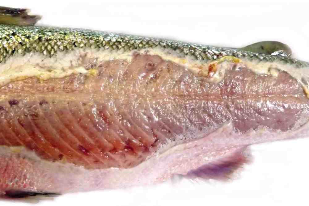 Fish skin ulcer in Rainboe Trout