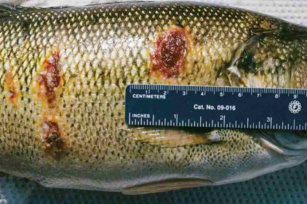 Fish ulcer