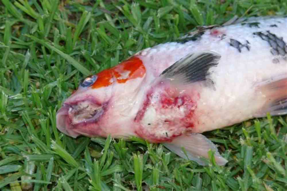 Koi Fish ulcer