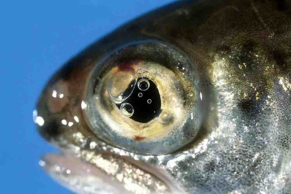 Gas bubble disease in fish