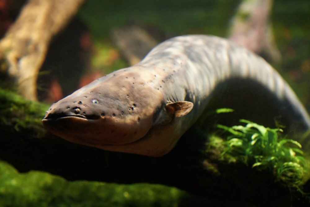 How Do Eel Produce Electricity