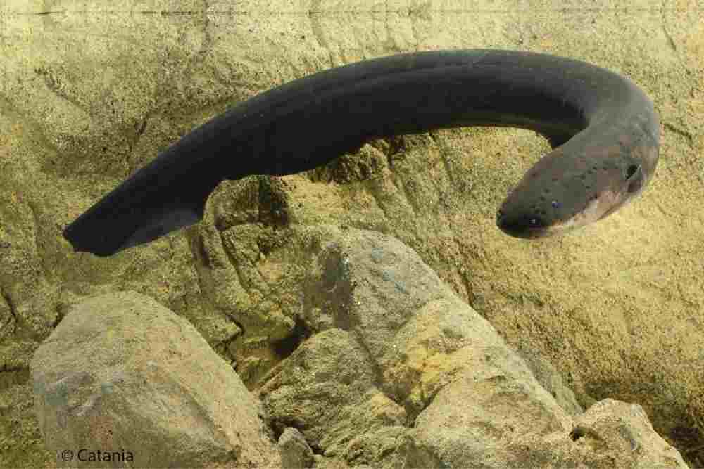 How Do electric Eel Produce Electricity