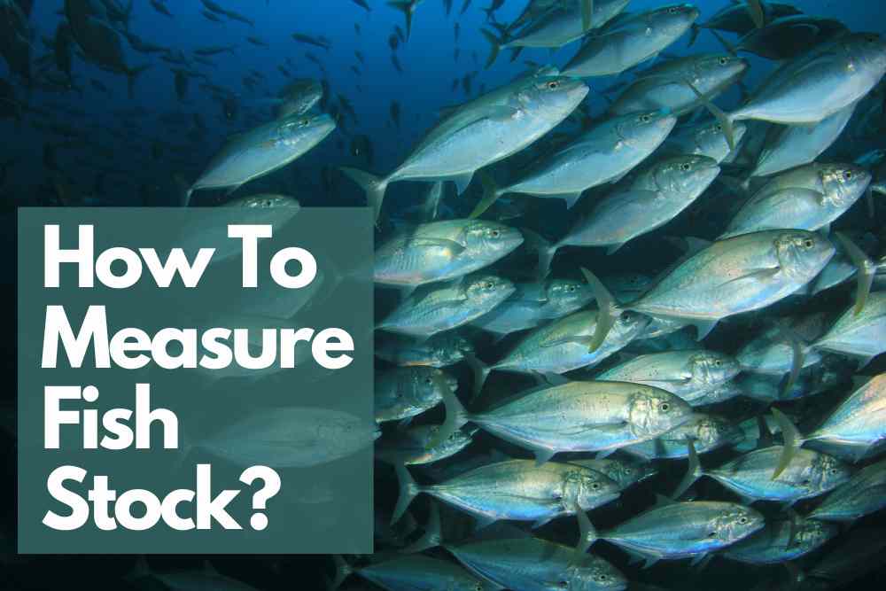 How To Measure Fish Stock