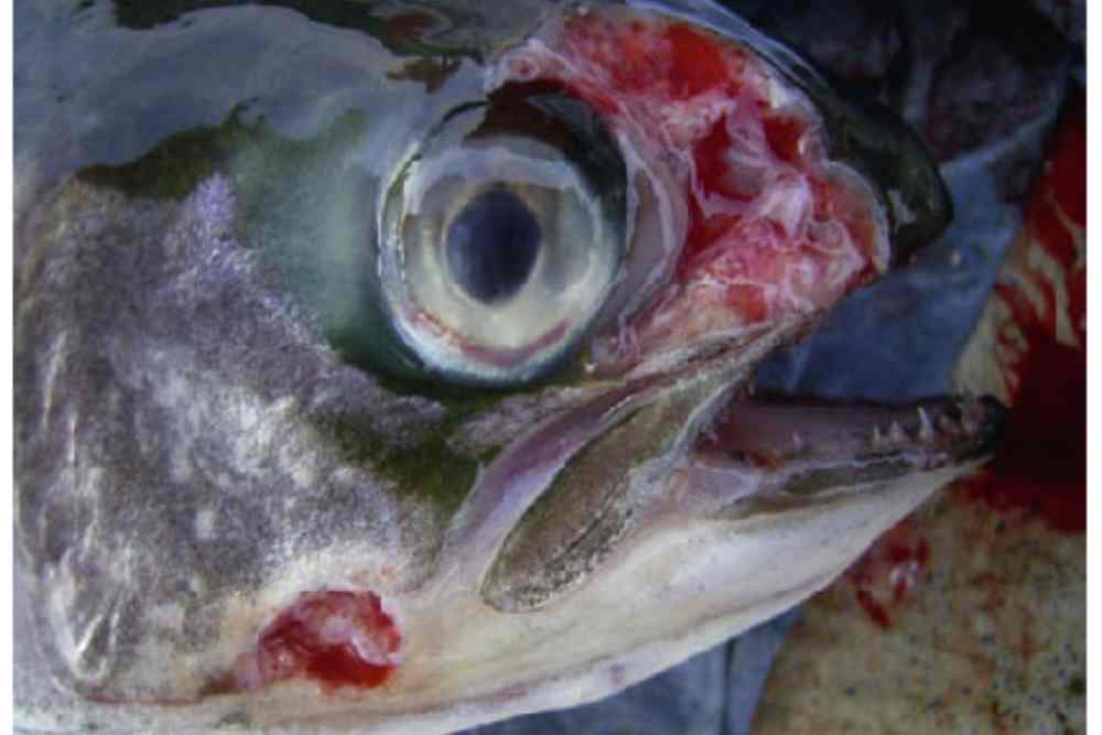 Nose eye and skin ulceration and erosion of farmed Atlantic salmon