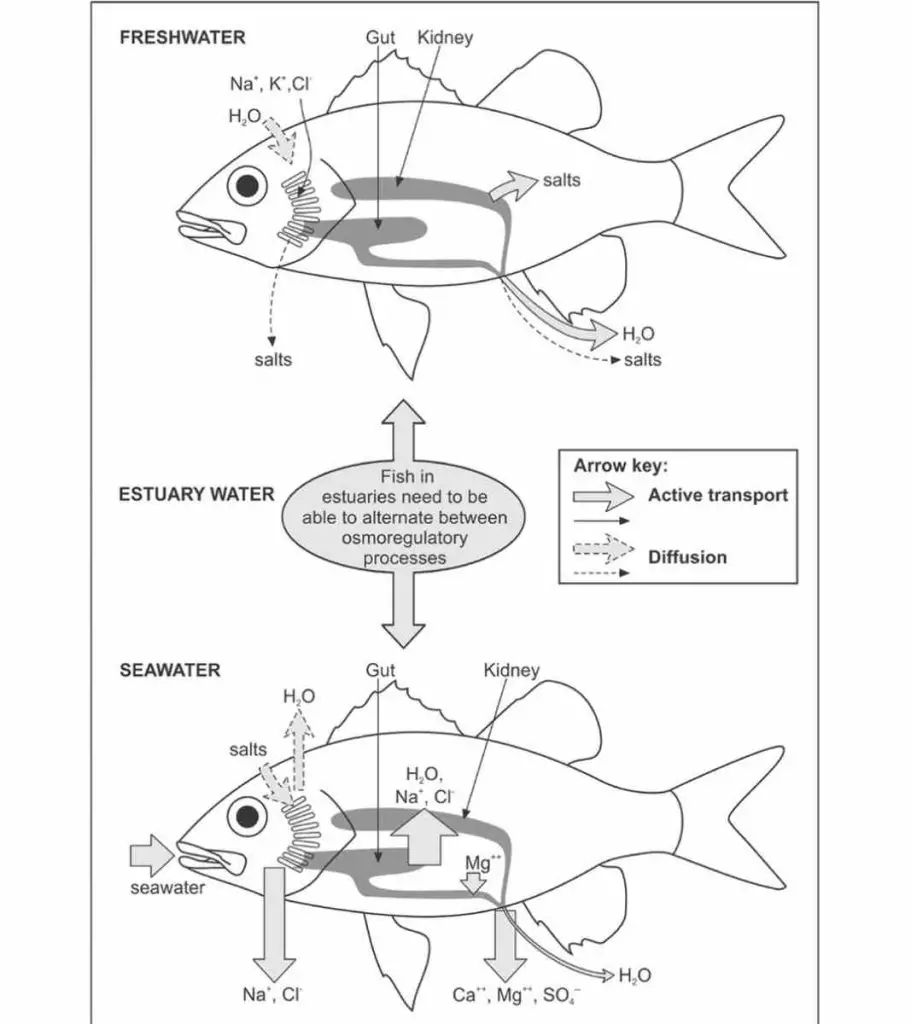 Osmoregulation in Fish