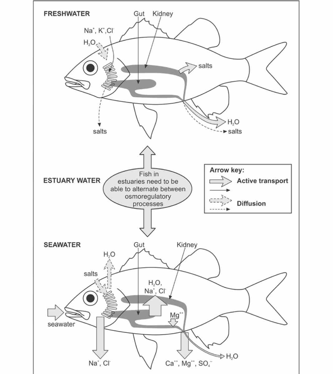 Osmoregulation In Fish The Amazing Ability Of Fish To Regulate Salt Levels Fish Article