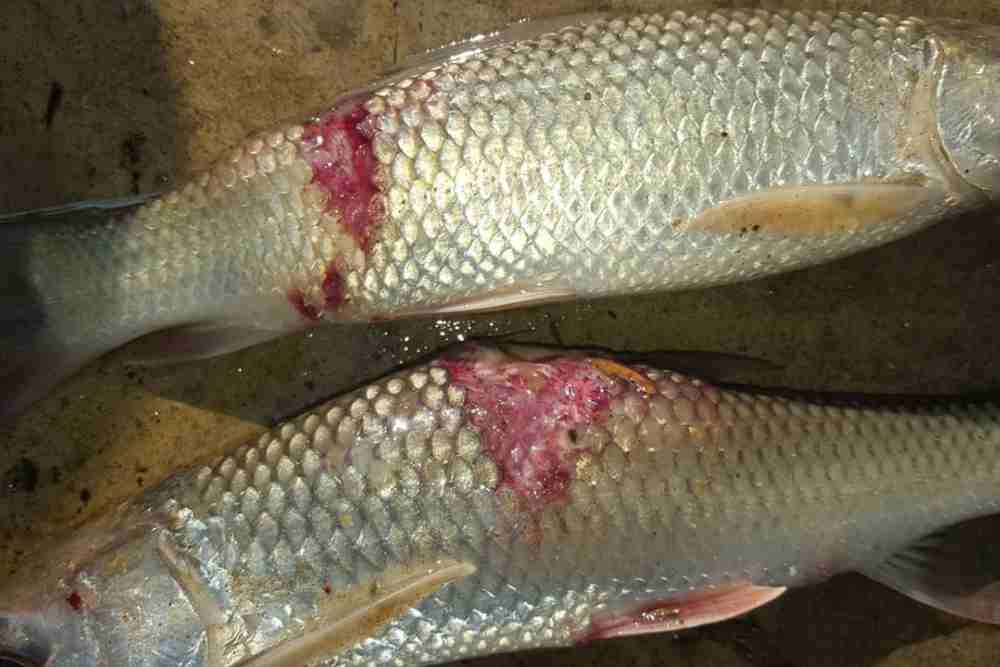 Ulcer in fish body