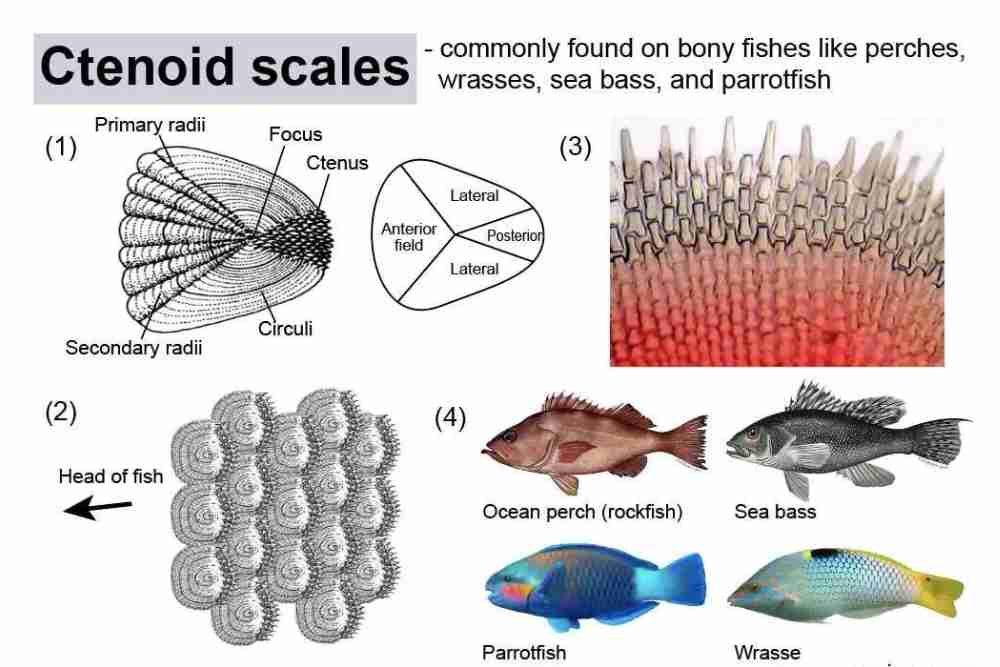 Ctenoid scales of fish