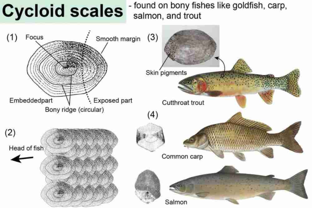 Cycloid scales of fish