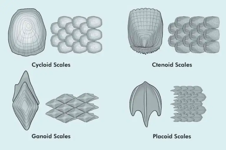 Fish Scale Types
