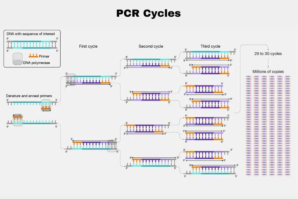 PCR cycles