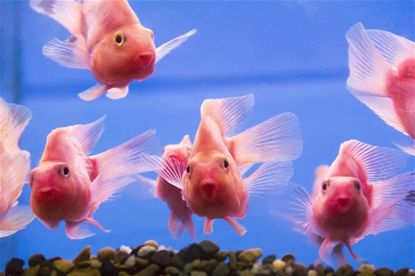 Shocking Fish Pathological Changes in Aquarium and Culture Fish