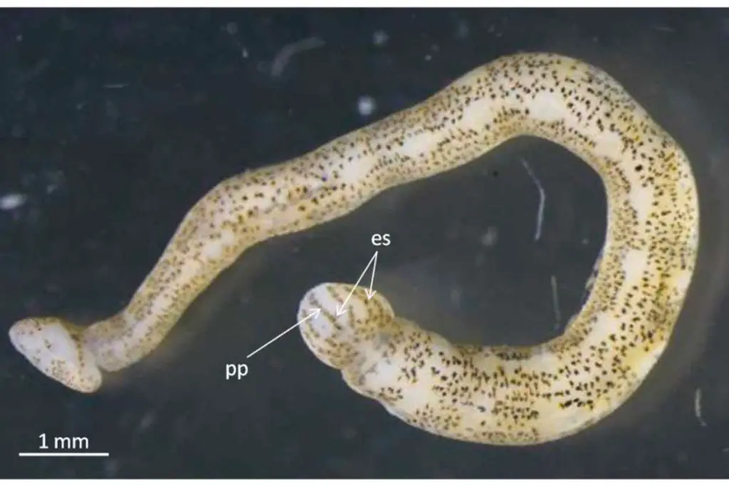 Appearance of the Piscicola leech
