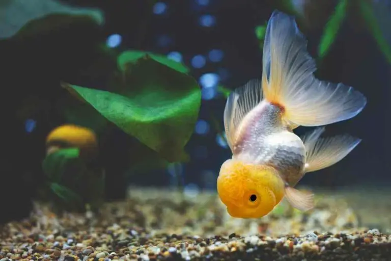 Are Goldfish Bottom Feeders