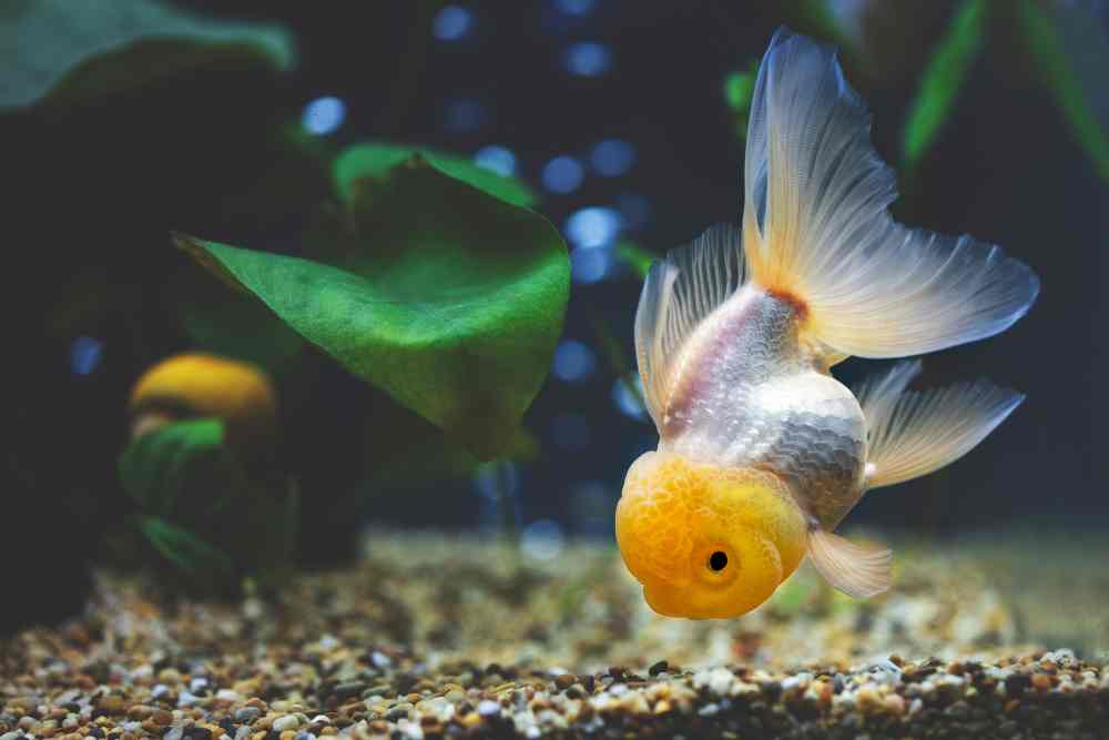 Are Goldfish Bottom Feeders? Fish Article