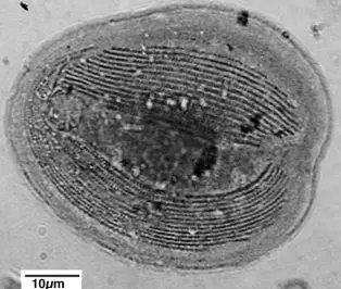 Chilodonella in fish