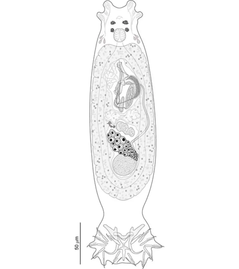 Dactylogyrus