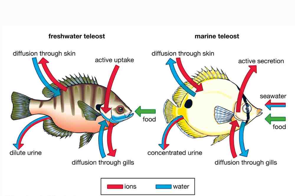 Freshwater vs Saltwater Fish Species 1
