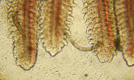 Gill worms dactylogyrus