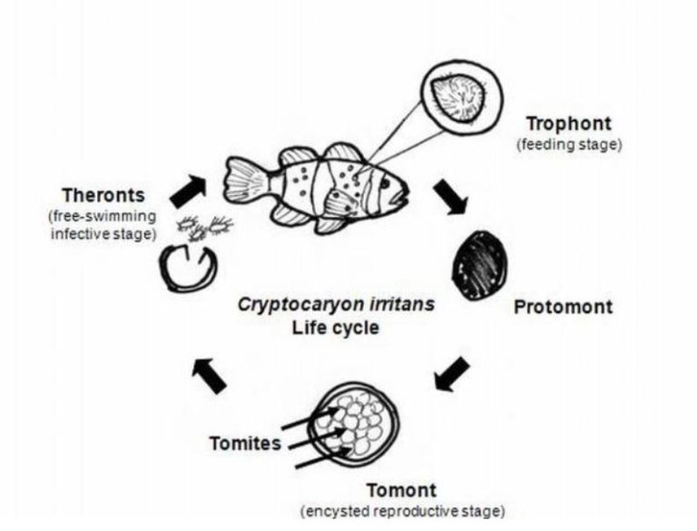 Life cycle of Cryptocaryon irritans