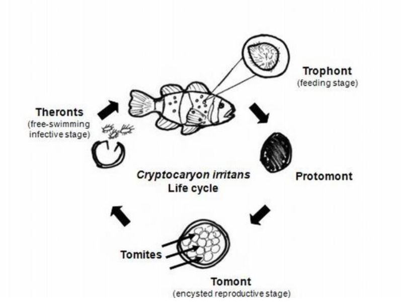 Cryptocaryosis (Cryptocaryon Irritans) In Fish - Fish Article