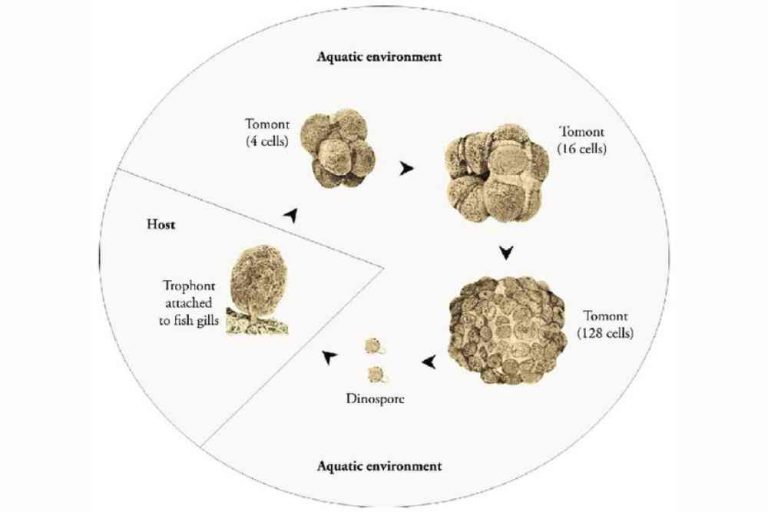 Life cycle of amyloodinium ocellatum