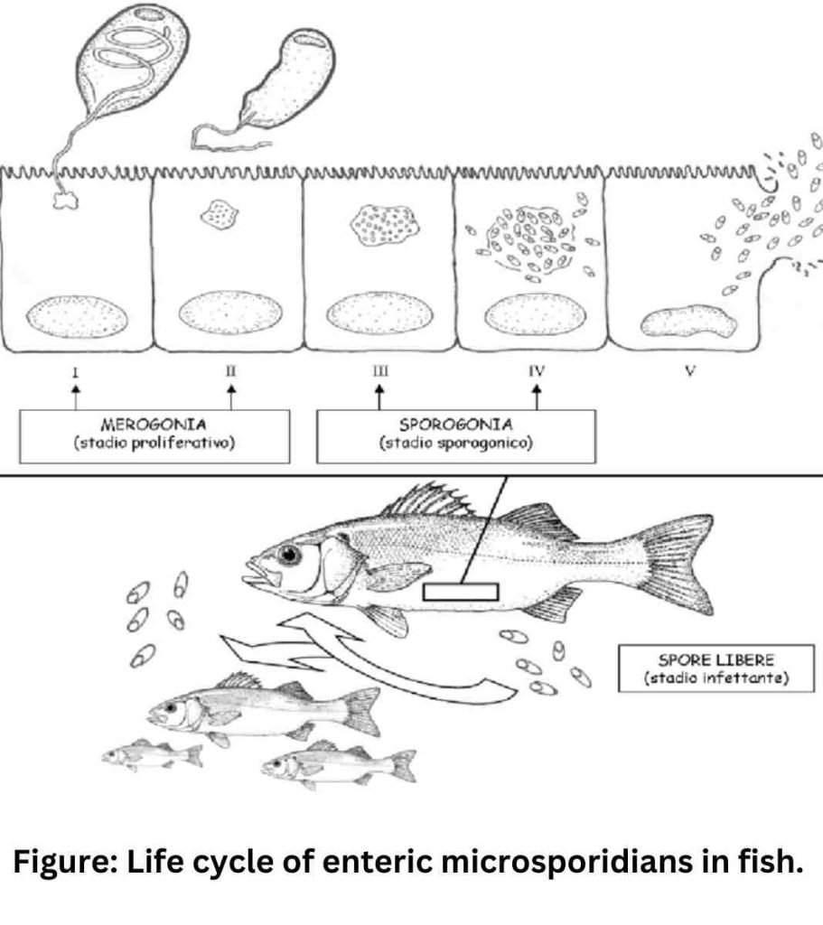 Life cycle of enteric microsporidians in fish