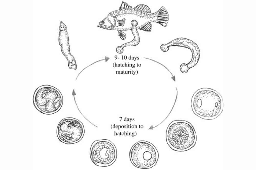 Life cycle of marine leech