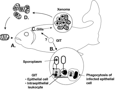 Microsporidia in fish body