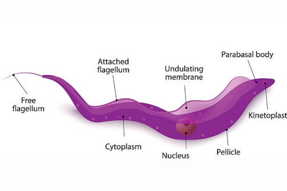 Trypanosoma in fish